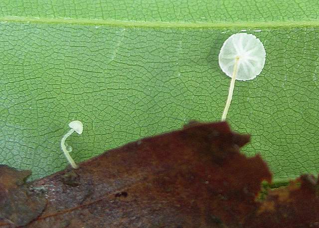 Hemimycena mauretanica    (Maire)   Singer
